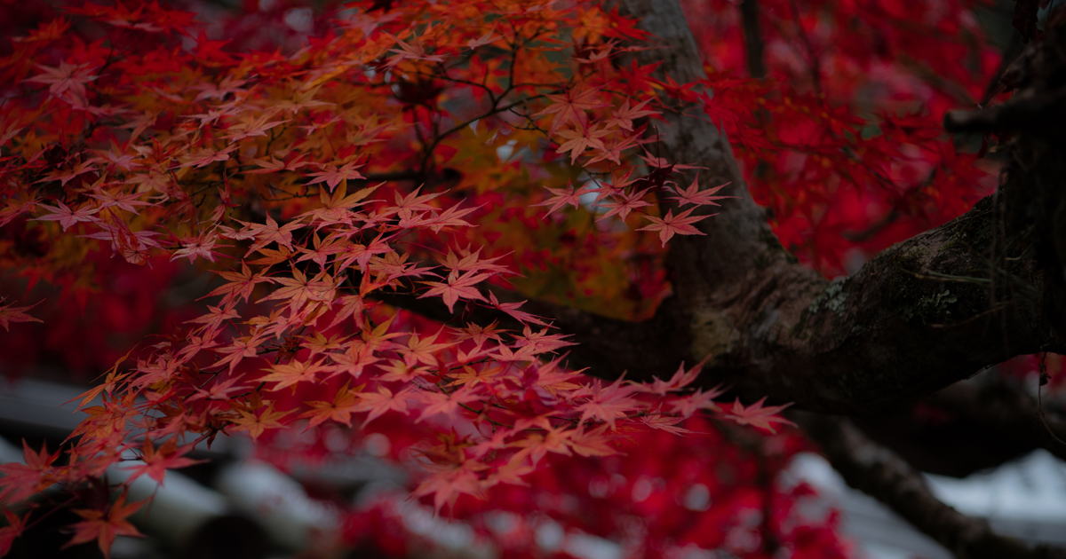 広島県の瀬戸内海と瀬戸内海に浮かぶ安芸の宮島の大聖院の紅葉もみじ