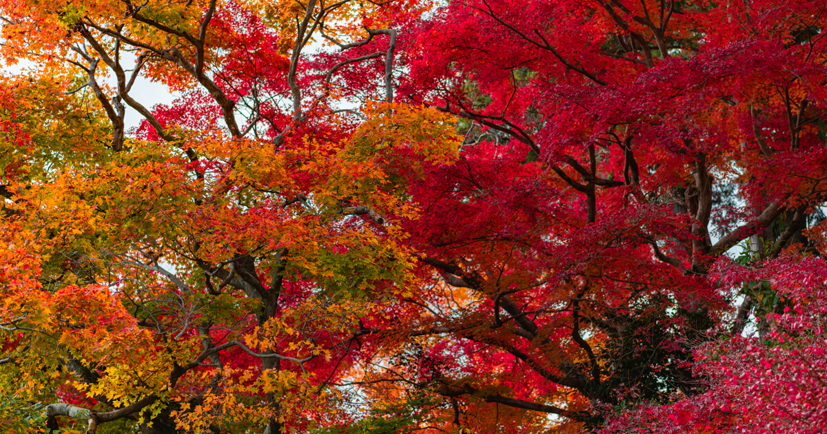 広島県の瀬戸内海と瀬戸内海の安芸の紅葉もみじ