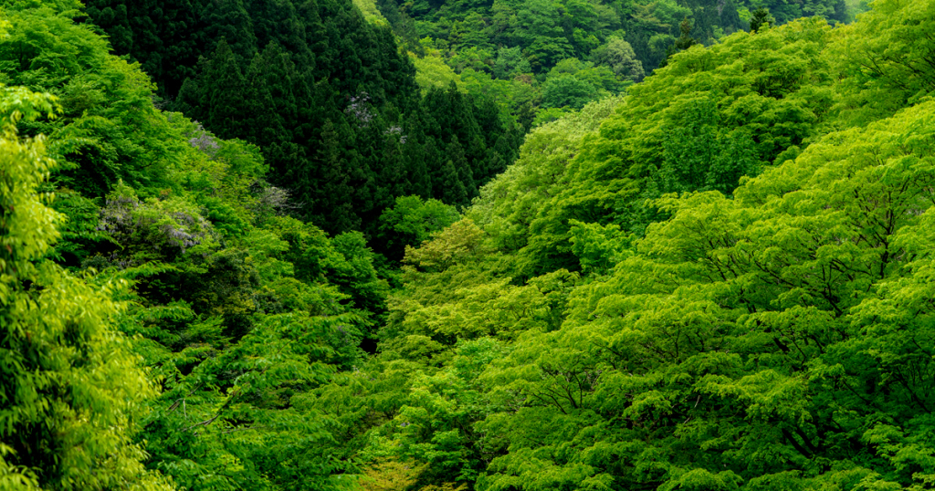 風かおる五月