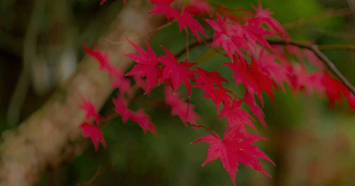 広島・瀬戸内で色づく鮮やかな紅葉の葉