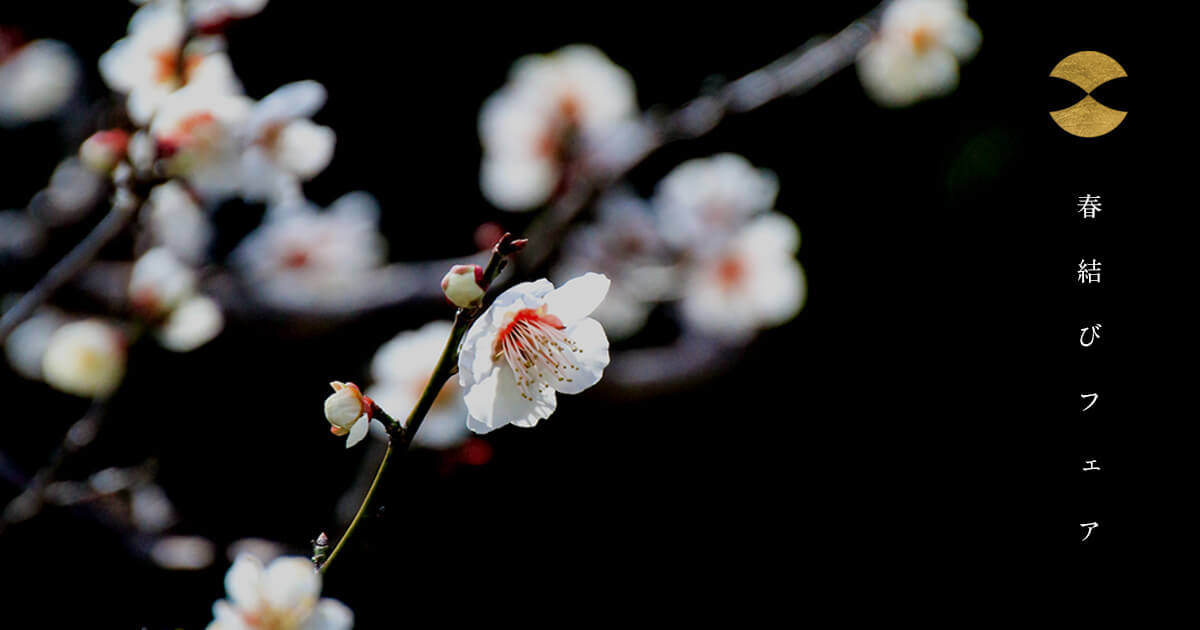 梅の花が咲く春の情景を背景にした、瀬戸内の美意識をコンセプトにしたブライダルリングブランドAMATSU「春結びフェア」のビジュアル